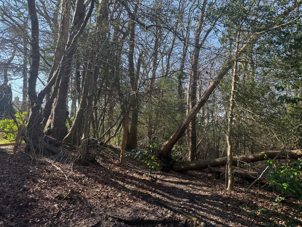 Lot: 2 - APPROXIMATELY 6.3 ACRES OF WOODLAND - Woodland